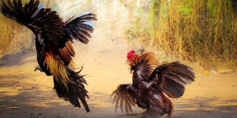 Khách hàng cần đưa ra quyết định chuẩn xác khi chọn sân chơi